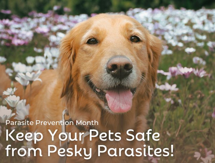 Keep Your Pets Safe from Pesky Parasites! 